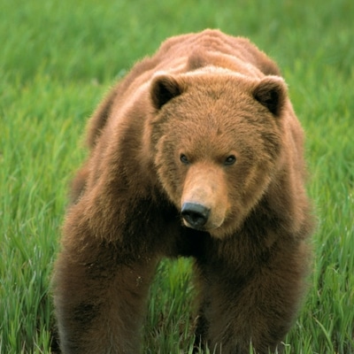 un ours polaire rencontre un grizzly